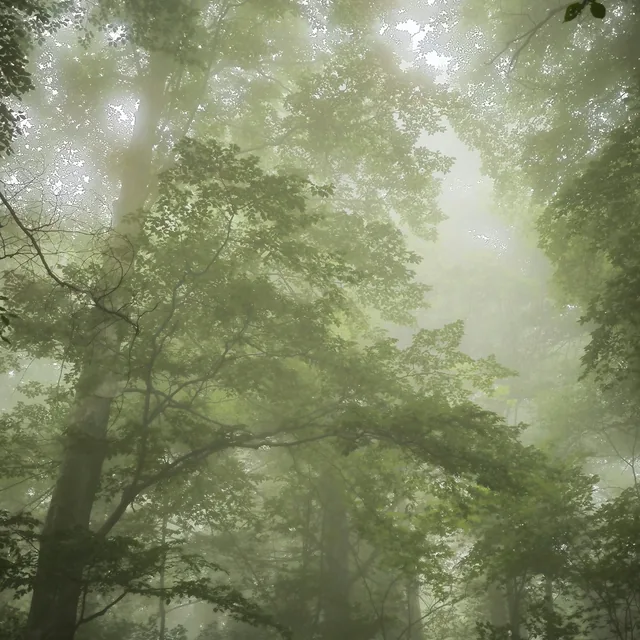 Photograph of a quiet, misty green forest