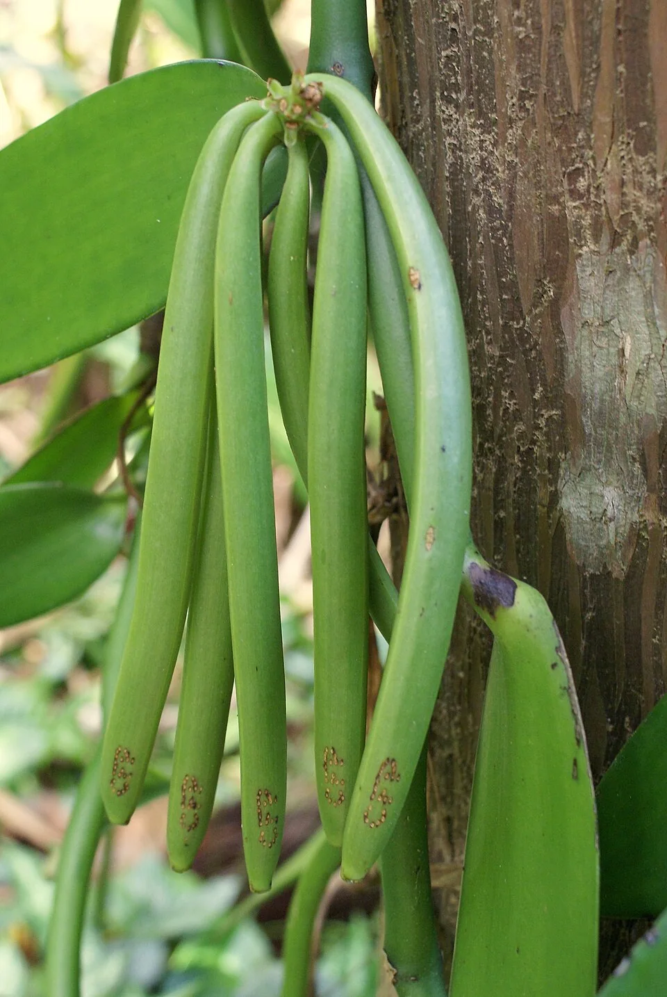 Green Vanilla planifolia pods growing on their vine
